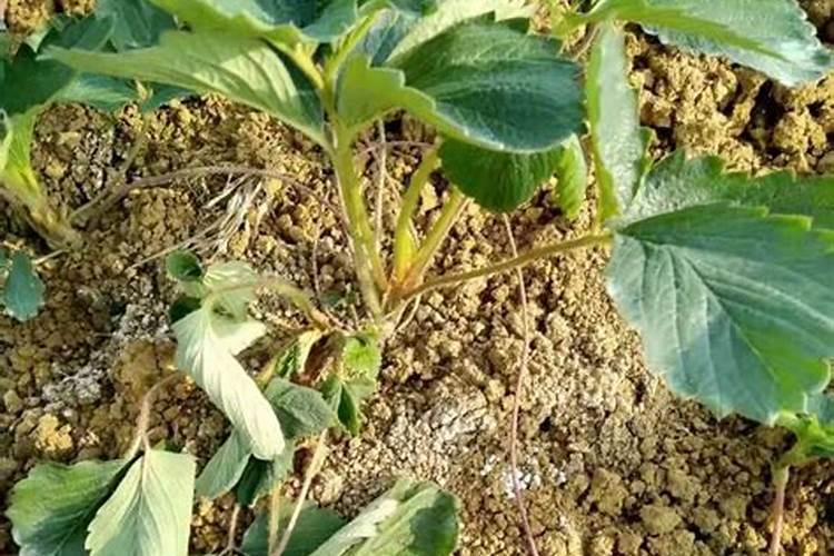 芹菜空心病形成的原因是什么？要如何防治呢？