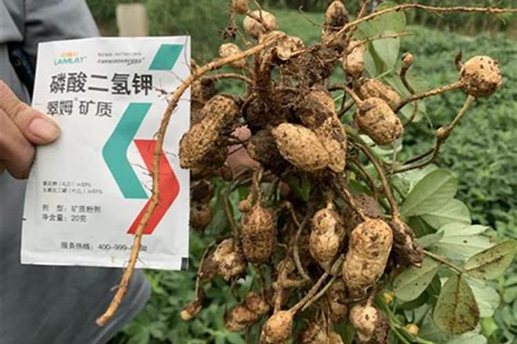 花生用硝酸钙肥料怎样