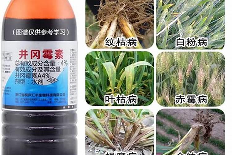小麦叶枯病特效药