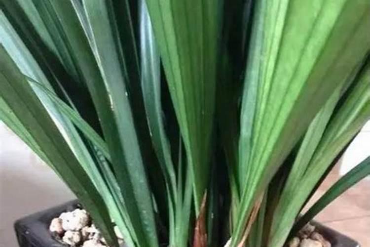 香蕉小苗施什么肥料长得快 香蕉小苗施什么肥长得快