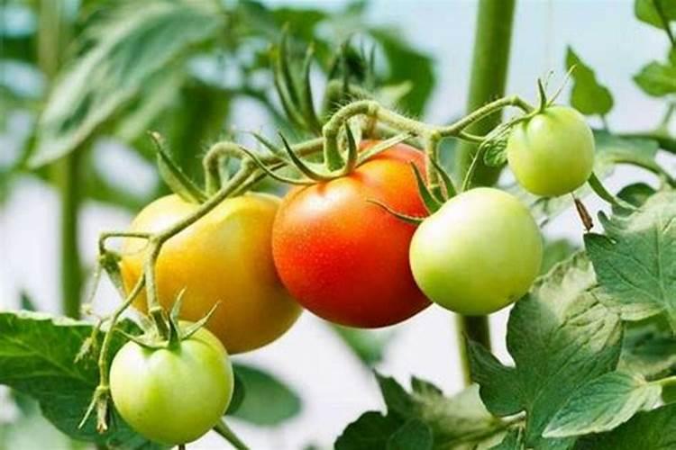 番茄全期施肥一览表