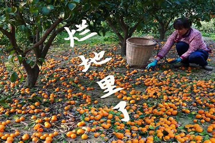 砂糖橘幼果喷什么叶面肥果实长的