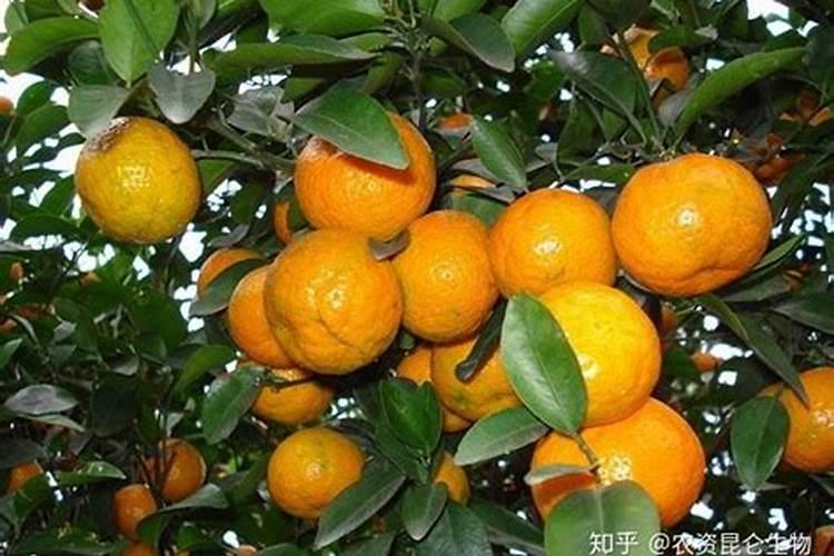 种植沙糖桔南丰蜜桔马水桔和金桔用什么叶面肥好？