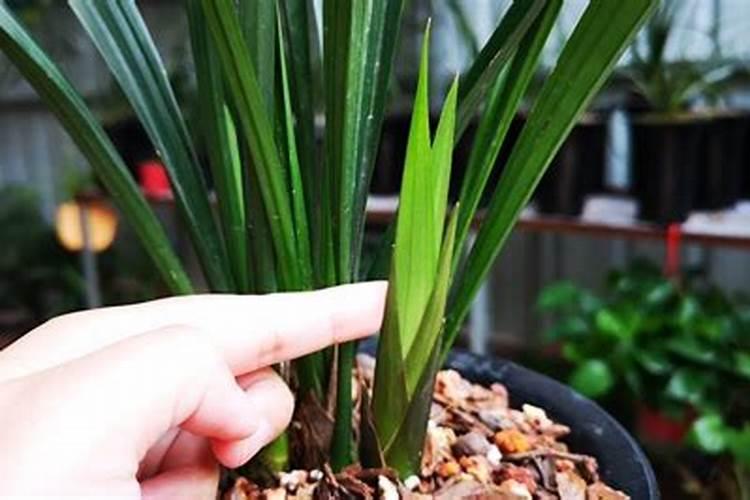 兰花春天什么时候施肥,施什么肥