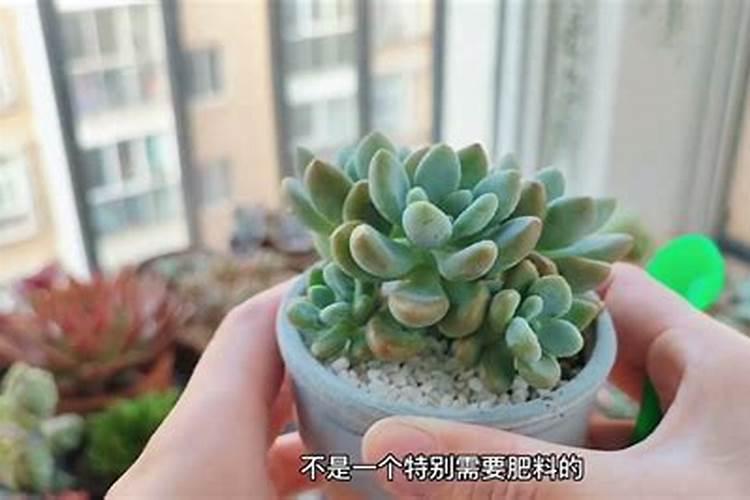 多肉可以施复合肥吗