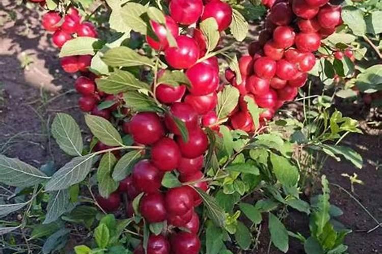 果树上什么肥料最好 果树专用肥有哪几种