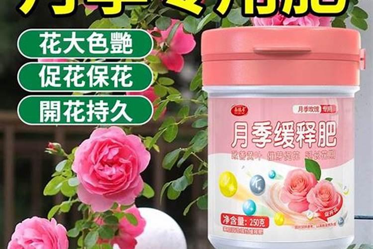 玫瑰花施肥施什么肥料 给玫瑰花施哪种肥