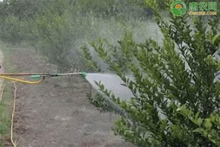 雨后果树喷施叶面肥应注意什么
