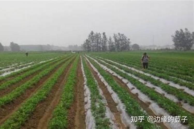 铺了地膜后如何浇水施肥？