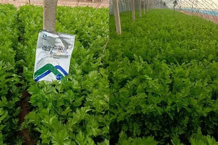 大葱移栽后的管理