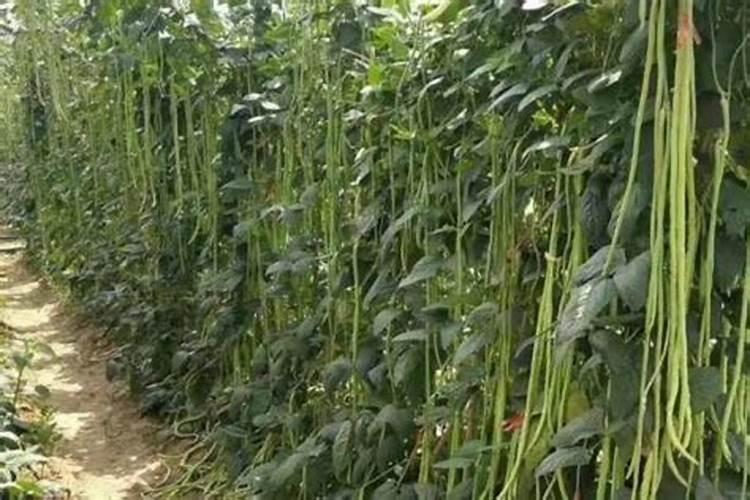 豇豆的高产施肥方法