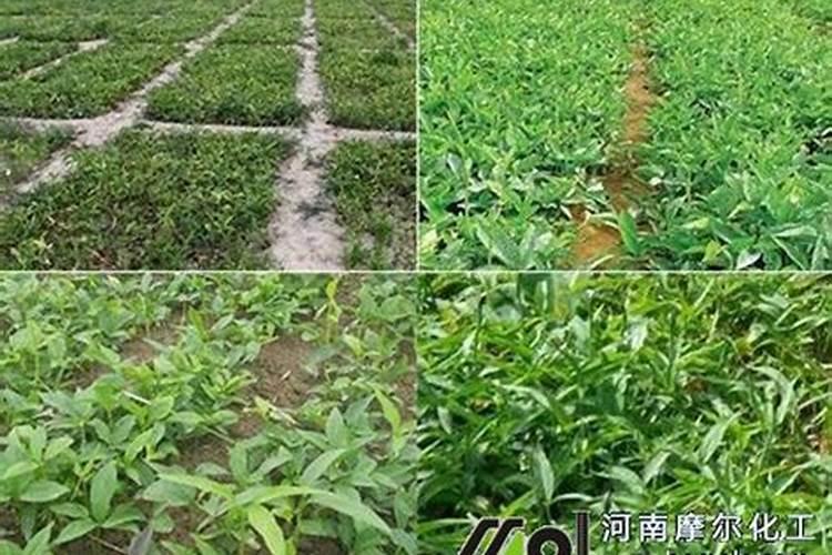 西瓜开花结果期怎么施肥和管理