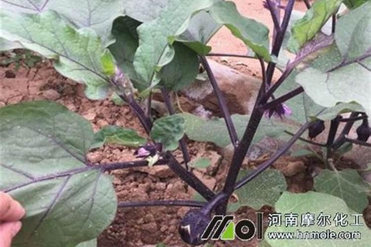 如何延长茄子采收期？