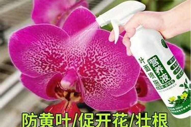 蝴蝶兰怎么养花苞多开花鲜艳又大朵
