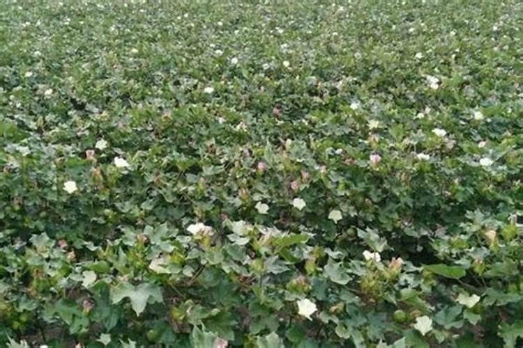 棉花戴帽出土喷什么叶面肥好？