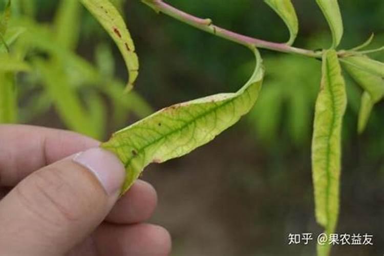 桃树吸收营养元素有哪些特点？