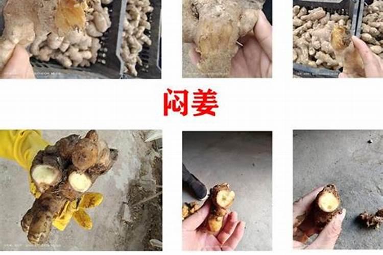 生姜怎样进行科学施肥？