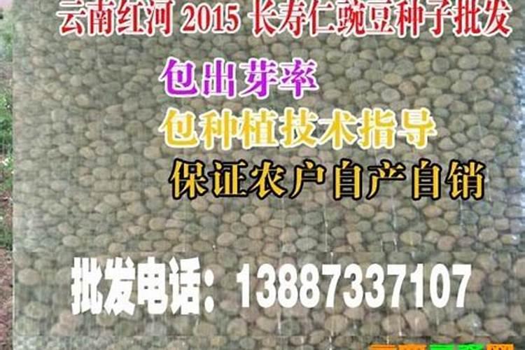 甜脆豌豆的种植和管理