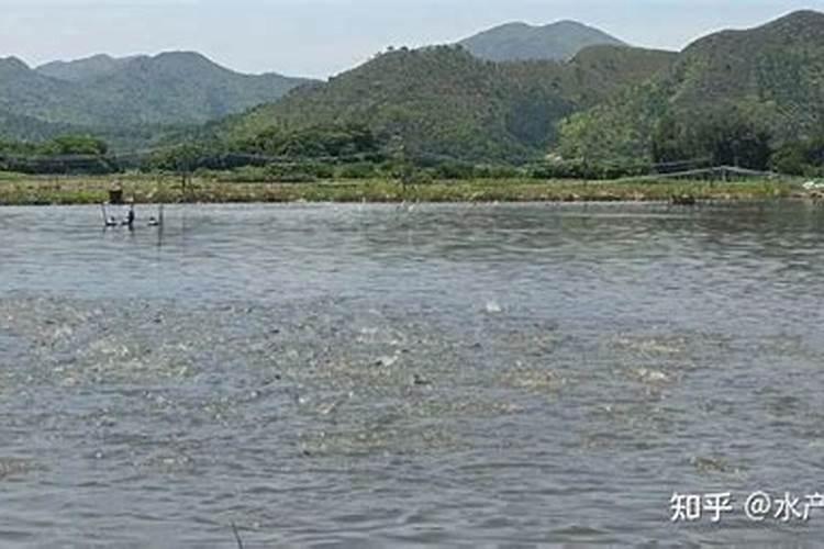 枣树膨果期用液体氮肥可以吗