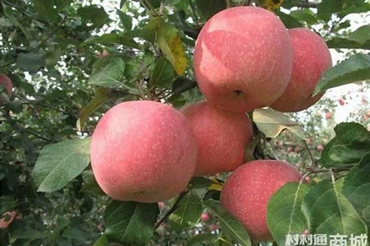 苹果树花蕾期可以喷氮肥吗？