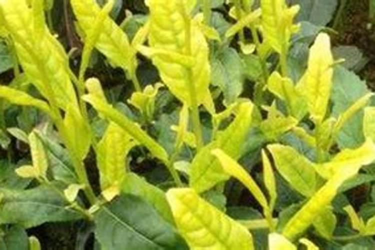 青岛海瑞斯水溶肥怎么样