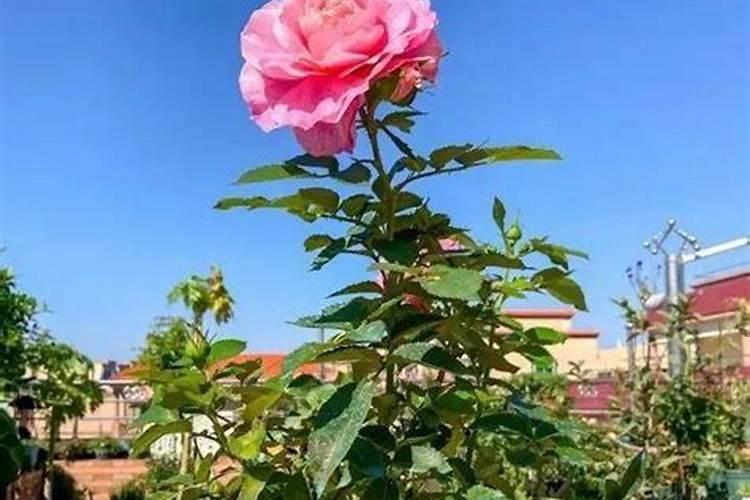 月季花施什么肥料好