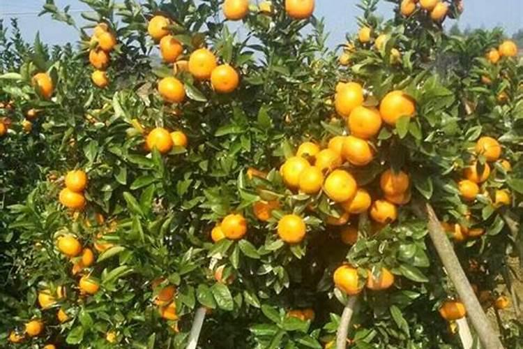茂谷柑种植