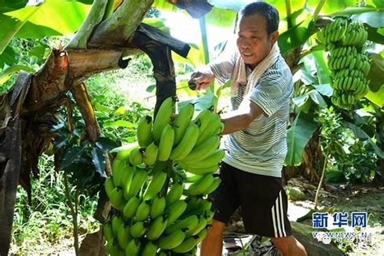 施肥不当会对果树造成什么影响？如何科学地施肥？