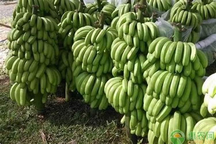 福建销售钙镁磷最多在哪里