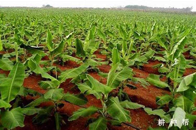 香蕉抽蕾前后的管理技术