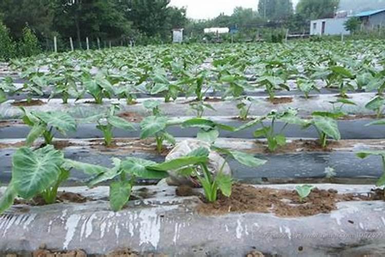 芋头多追施磷肥有害处吗