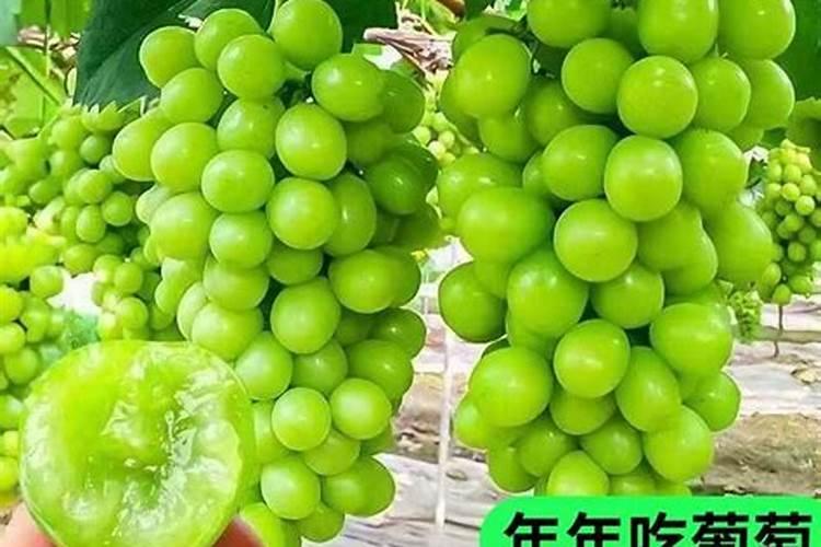 葡萄地施成品有机肥和菜子饼哪个好