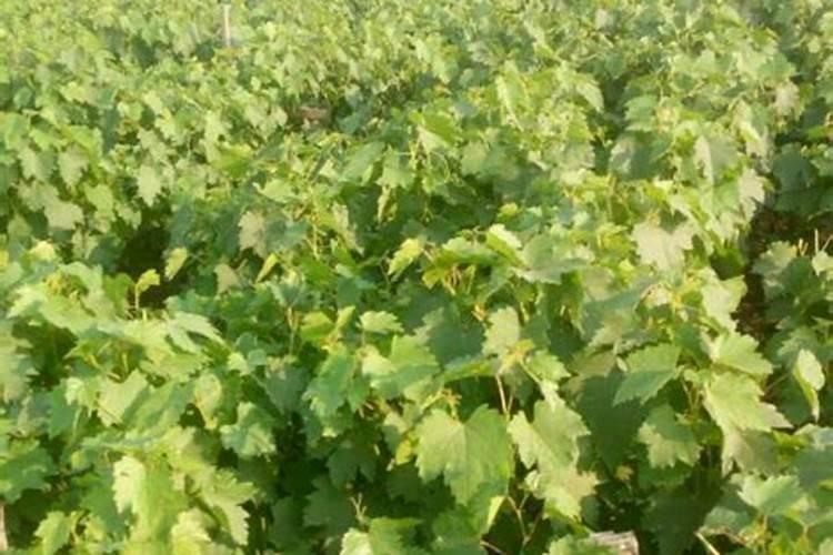 葡萄着色好用哪款水溶肥？大量元素水溶肥葡萄着色专用水溶肥