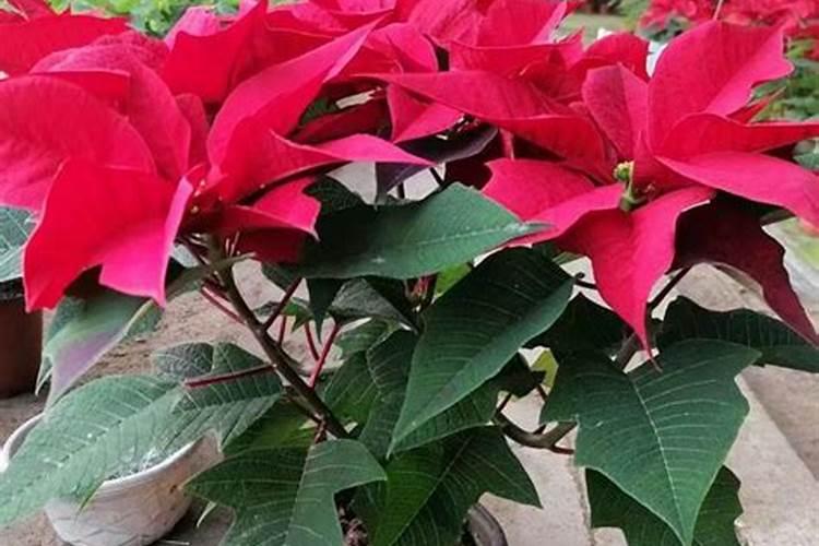 吸水石假山上的绿植为什么会枯黄？