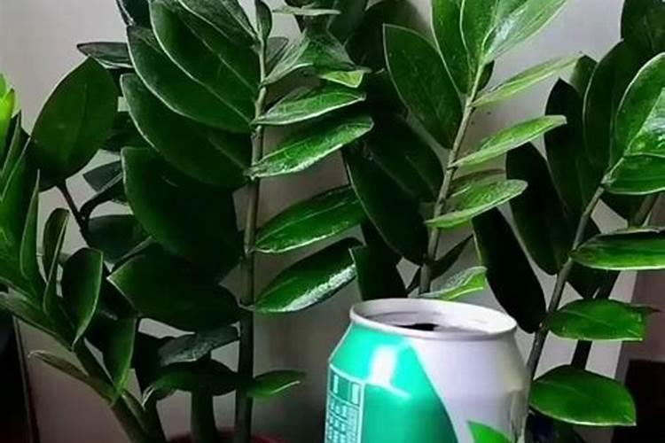 养花一般要施什么肥料