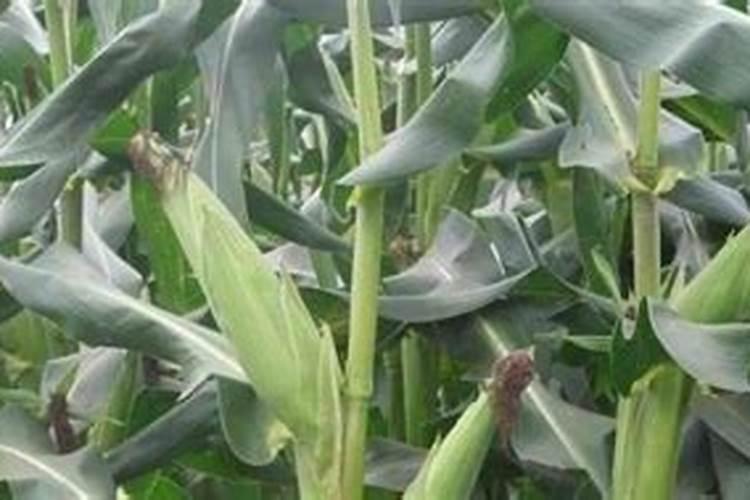 虫螨腈能打朝天椒吗