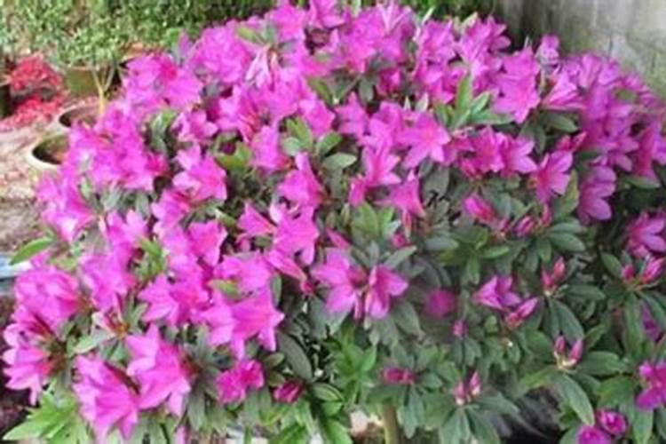 杜鹃施肥正确方法