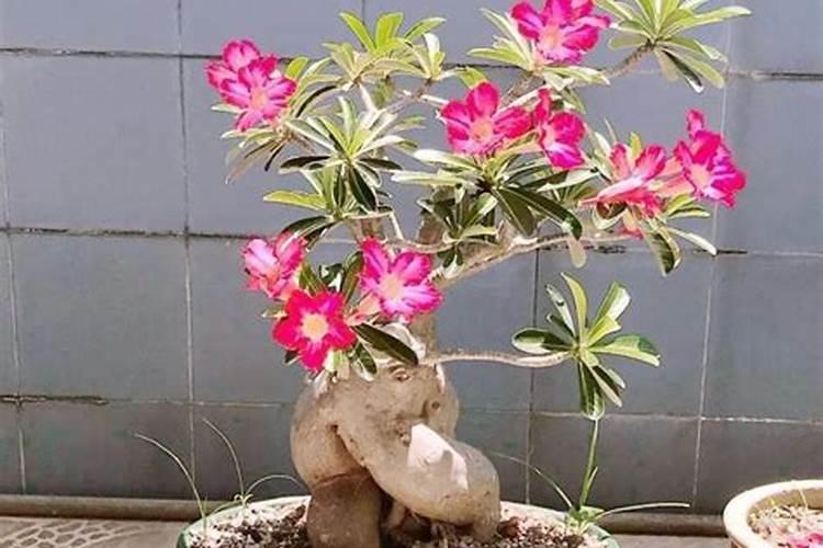 沙漠玫瑰开完花如何复壮