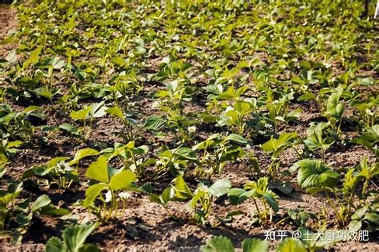 一般给草莓施什么肥最好