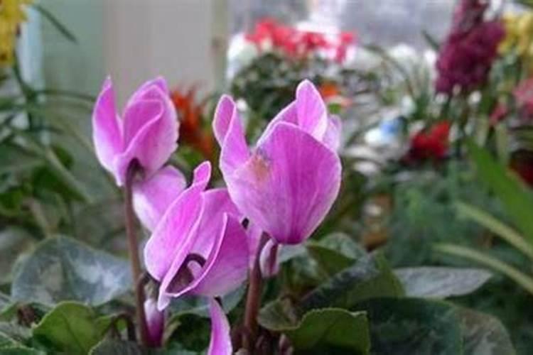 仙客来花用什么肥