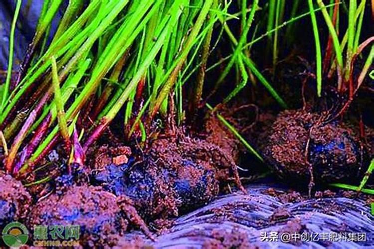 马蹄种植需要什么肥料