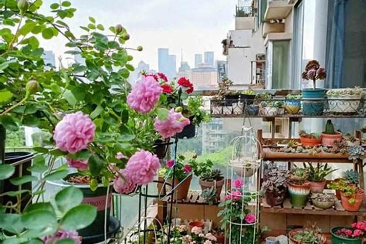 一月份可以栽大花惠兰吗？