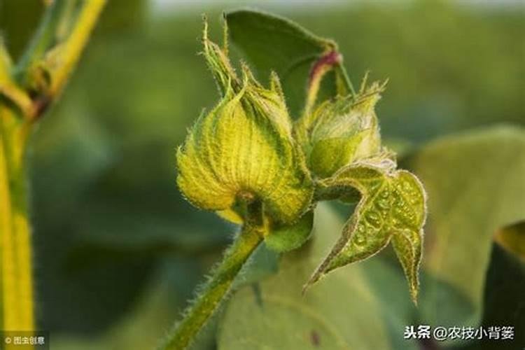 棉花施钾肥最佳时间 使用方法及注意事项