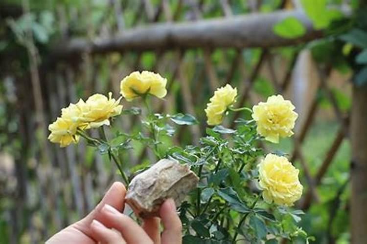 月季花施肥方法怎样给月季花施肥