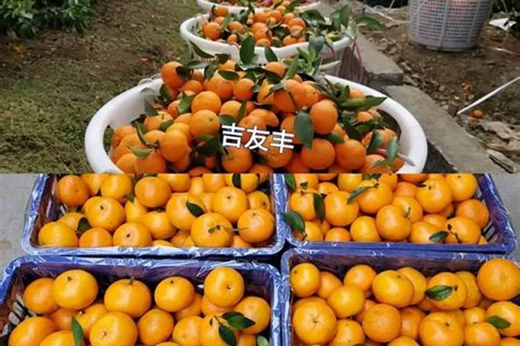 盆栽红叶子的植物有哪几种？