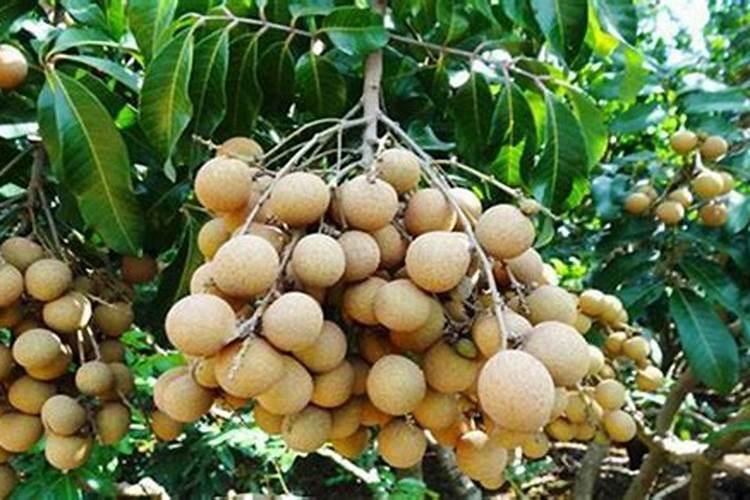 龙眼用什么叶面肥能老熟快点