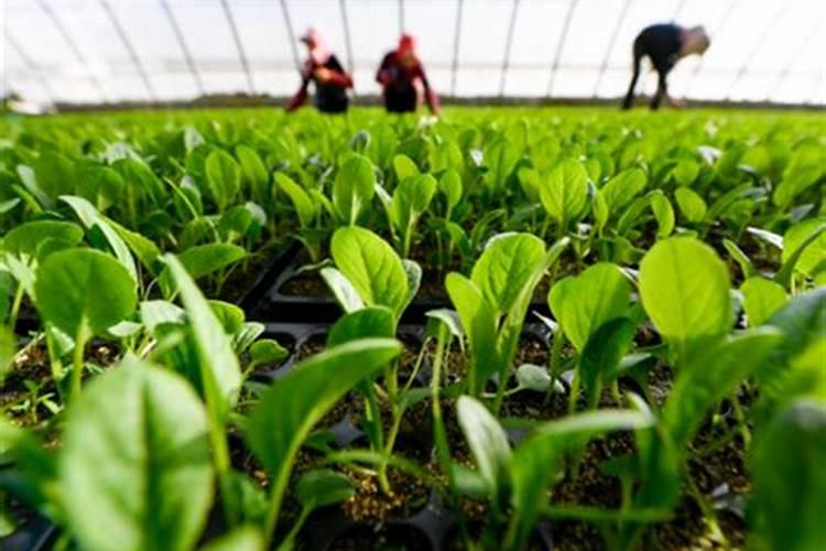 青菜施肥后多久可以摘来吃