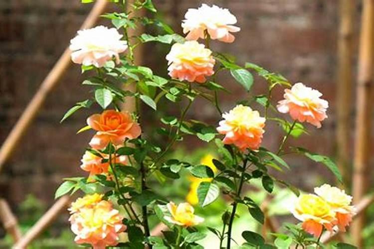 稻地撒完尿素几天生长