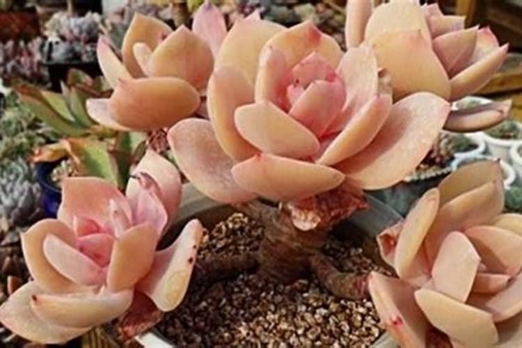 冬天怎么种植茄子？