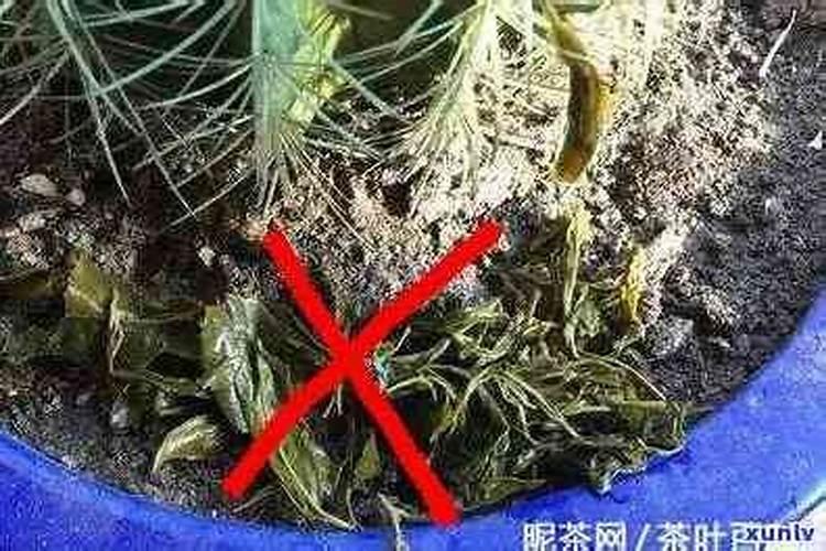 茶叶发酵后可以做肥料吗 茶叶能发酵后做肥料